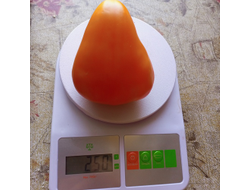 Томат Желтый клюв