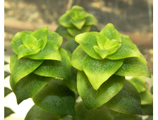 Crassula perforata variegata - черенок (6-8 см)
