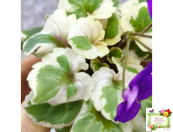 Milk’s Ten Cats (S.Fu) (05/31/2015) листовая химера