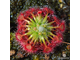 Drosera "Occidentalis var. microscapa"