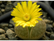 Lithops pseudotruncatella C070 (MG) - 10 семян