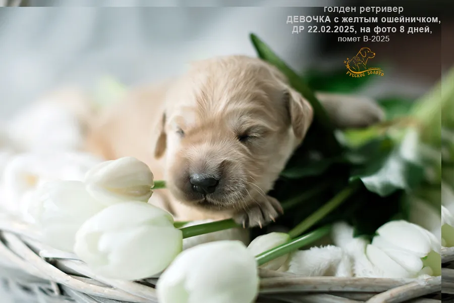 Девочка с ЖЕЛТЫМ ошейничком, 8 дней