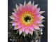 Echinopsis hybrid `Tears of Competitor` x `Ayacucho` ex Wessner (D=35-40mm)