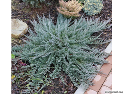 Можжевельник горизонтальный Блю Чип - Blue Chip