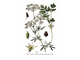 Петрушка (Petroselinum sativum) листья (10 мл) - 100% натуральное эфирное масло