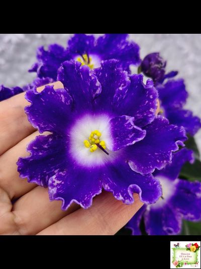 DS-Сияющий Колокольчик (Dimetris) 2014 г.