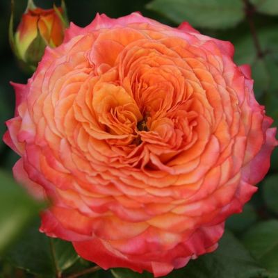 Метеор (Meteor)