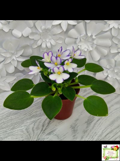 2А-Проба Пера (Е. Кольцова) 2024 г. (детка)