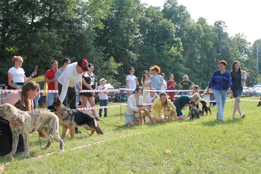 всепородная выставка Плесы Битюга 2023 г. 1 место, лучший беби породы, 4 место Бест беби. 