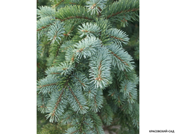 Ель колючая Ретрофлекса - Retroflexa