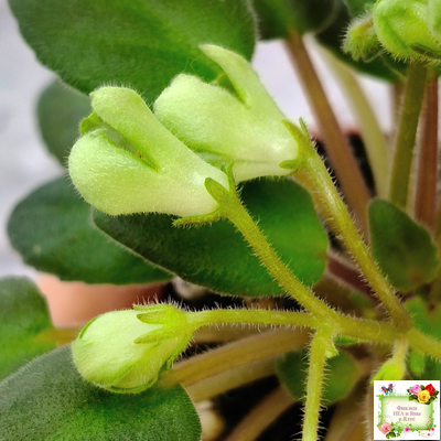 ML-Крыжовник (Miniviolets Lux) 2024 г. (детка)