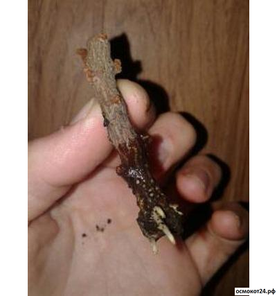 Радигрин Зелёный