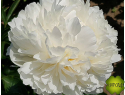 ПИОН ТРАВЯНИСТЫЙ"БОУЛ ОФ КРИМ" (ОГРОМНЫЕ МАХРОВЫЕ ЦВЕТЫ)