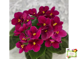 Mac’s Paisley Pattern (G.McDonald)