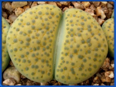 Литопс Триколор Lithops terricolor