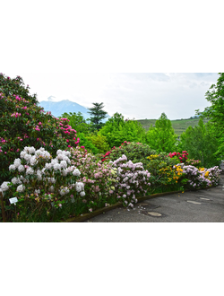 Рододендрон в ассортим.