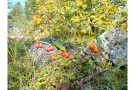 Краски осени на Щельге