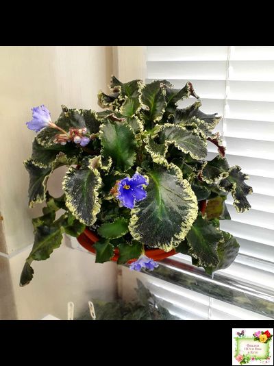 Senk&#039;s Try the Decaf (R. Follett/D. Senk) (9872) 01/30/2008 трейлер