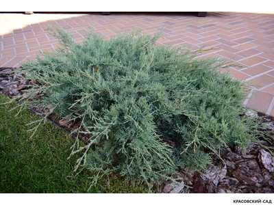 Можжевельник Пфитцериана Глаука - Pfitzeriana Glauca