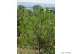Сосна кедровая австрийская - Pinus Nigra Austriaca