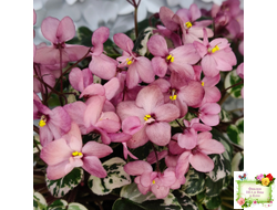 Mac's 1306-2 (G.McDonald) трейлер