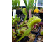 Dionaea muscipula Tiger fangs