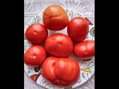 Томат Сластена