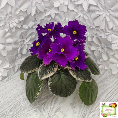 РМ-Глаз Дракона (Н. Скорнякова) 2021 г.