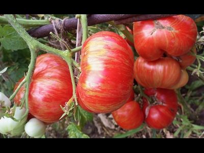 Томат Гном Приз Ханны ( Dwarf Hannah’s Prize, США, Австралия)