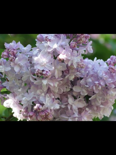 Полина Осипенко