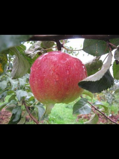 Родничок (яблоня)