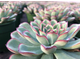 Echeveria Pulidonis