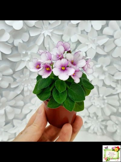 ЛЕ-Колибри (Е. Лебецкая) (3 листа посажены в 1 стак. 20.10.25)