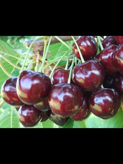 Любимица Астахова (черешня), 1-2год, ЗКС