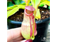 Nepenthes Hybrid Bicalcarata X Mira - Непентес гибридный Бикалкарата Х Мира