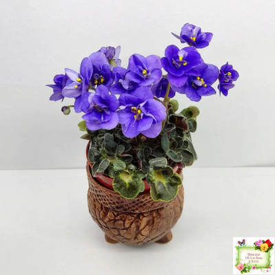 Mac's Pizza Pizzicato (G. McDonald) 01/31/2008 (гёрл-лист)