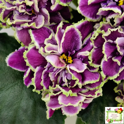 ВаТ-Классический Вкус (Т. Валькова) 2019 г.