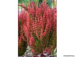 Барбарис Тунберга Orange Sunrise - фото в саду - красовский-сад.рф