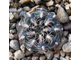 Gymnocalycium parvulum platigonum P216 - 5 семян