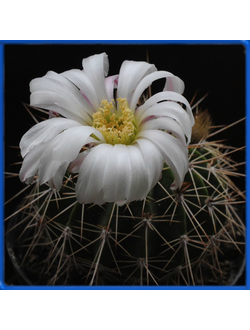 Acanthocalycium klimpelianum P 91