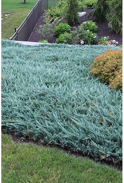 Можжевельник горизонтальный Blue Chip