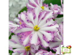 Оленька (Ю.Андрусенко, О.Артёмова) химера (стартер сорт)