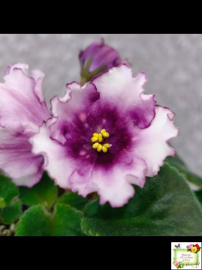 Dn-Mystic Bells (Д. Денисенко) 2025 г. (Стартер)