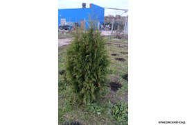 Туя Брабант фото в питомнике перед доставкой Красовский-Сад.рф