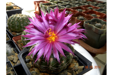 Notocactus uebelmannianus  