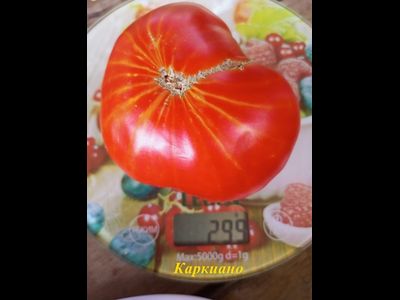 Томат Каркиано (Karkiano), Испания