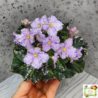 Н-Чехарда (Н. Бердникова) 2020 г. (пестролистный гёрл)