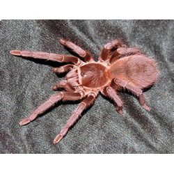 Acanthoscurria atrox