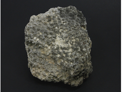 Коралл окаменелый