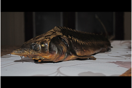 осетр горячего копчения